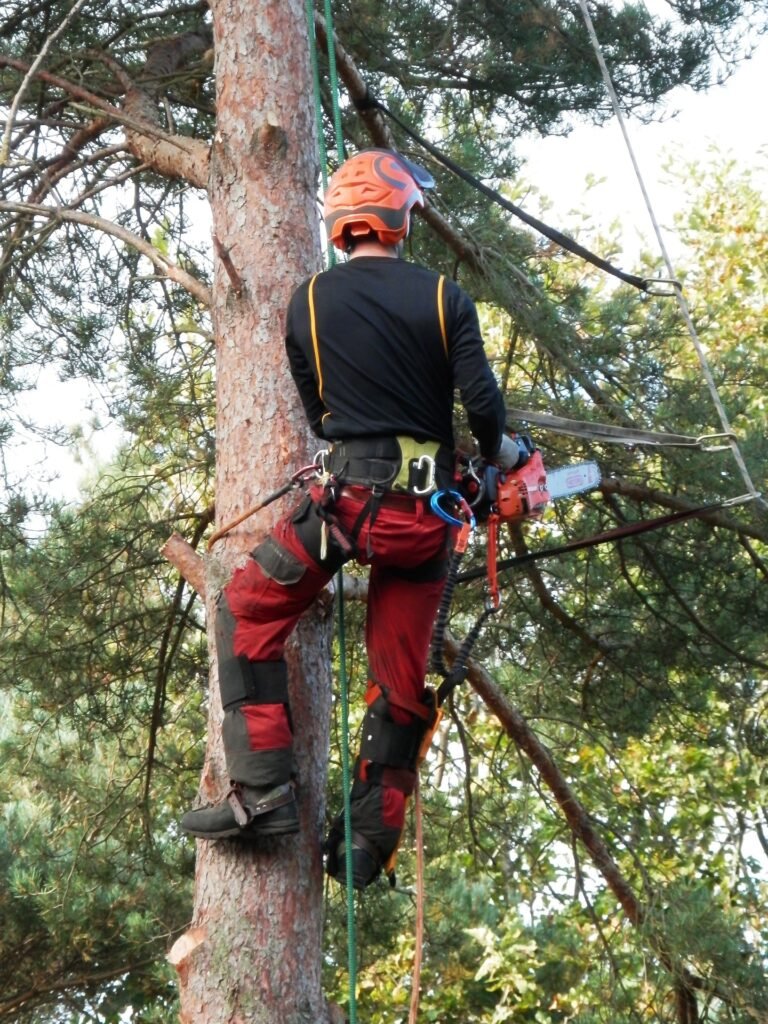 Baumgutachten Lüdenscheid