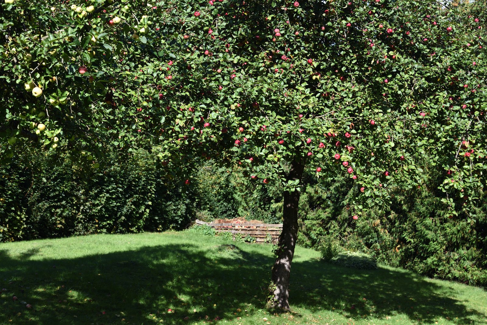 Apfelbaum schneiden Obstbaumschnitt Baumpflege Lüdenscheid